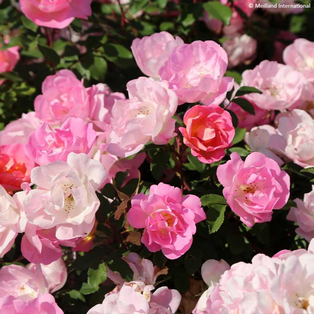 Rosa Pink Chantilly - Landschapsroos