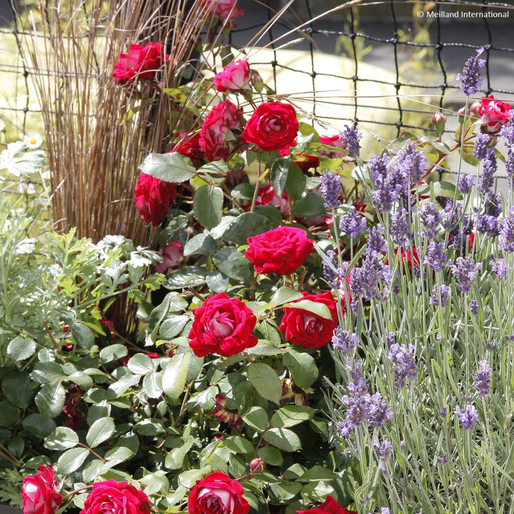 Rosa Belle de Grasse - Trosroos