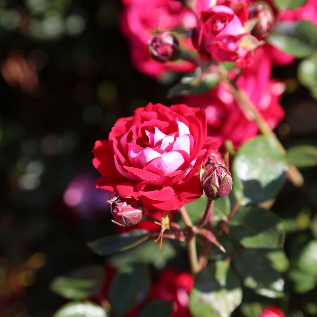 Rosa Belle de Grasse - Trosroos