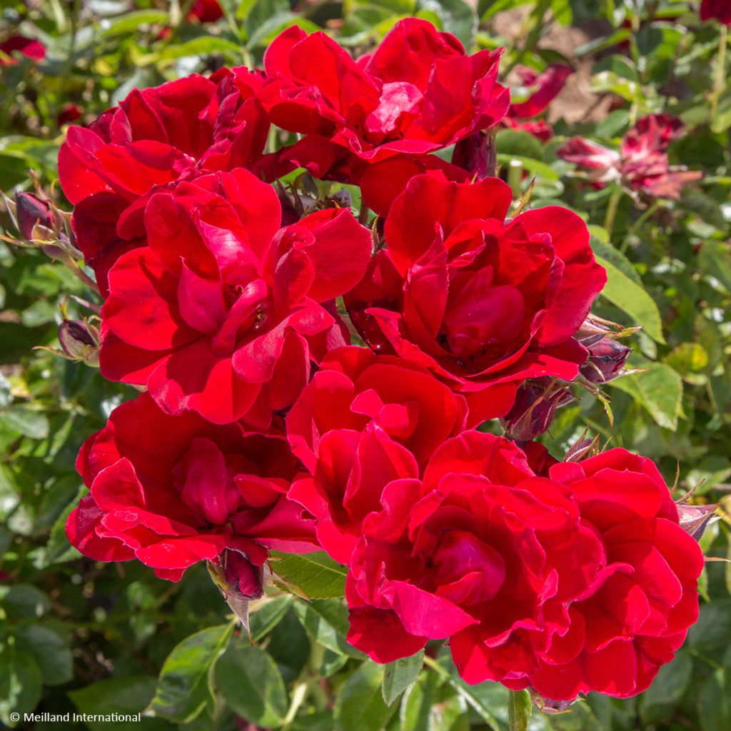 Rosa Moulin Rouge - Trosroos