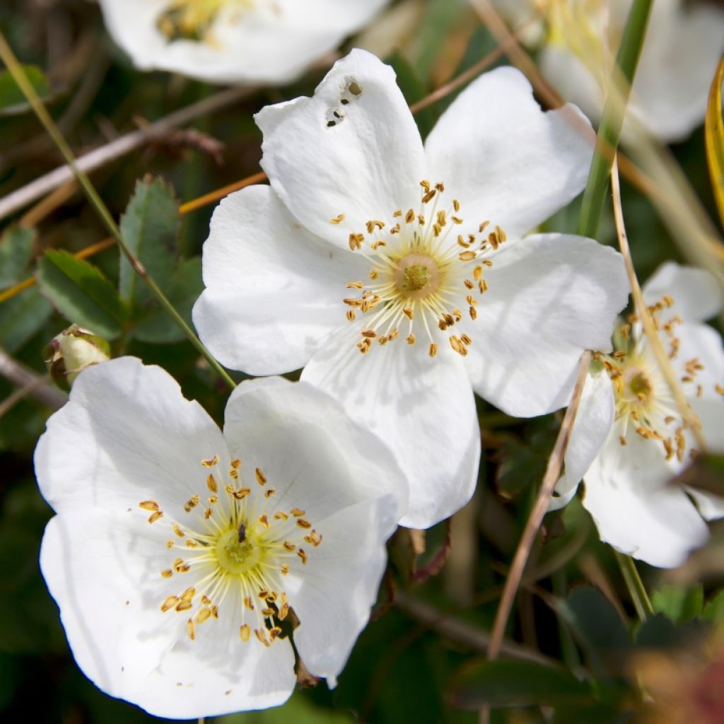 Rosa pimpinellifolia - Duinroos