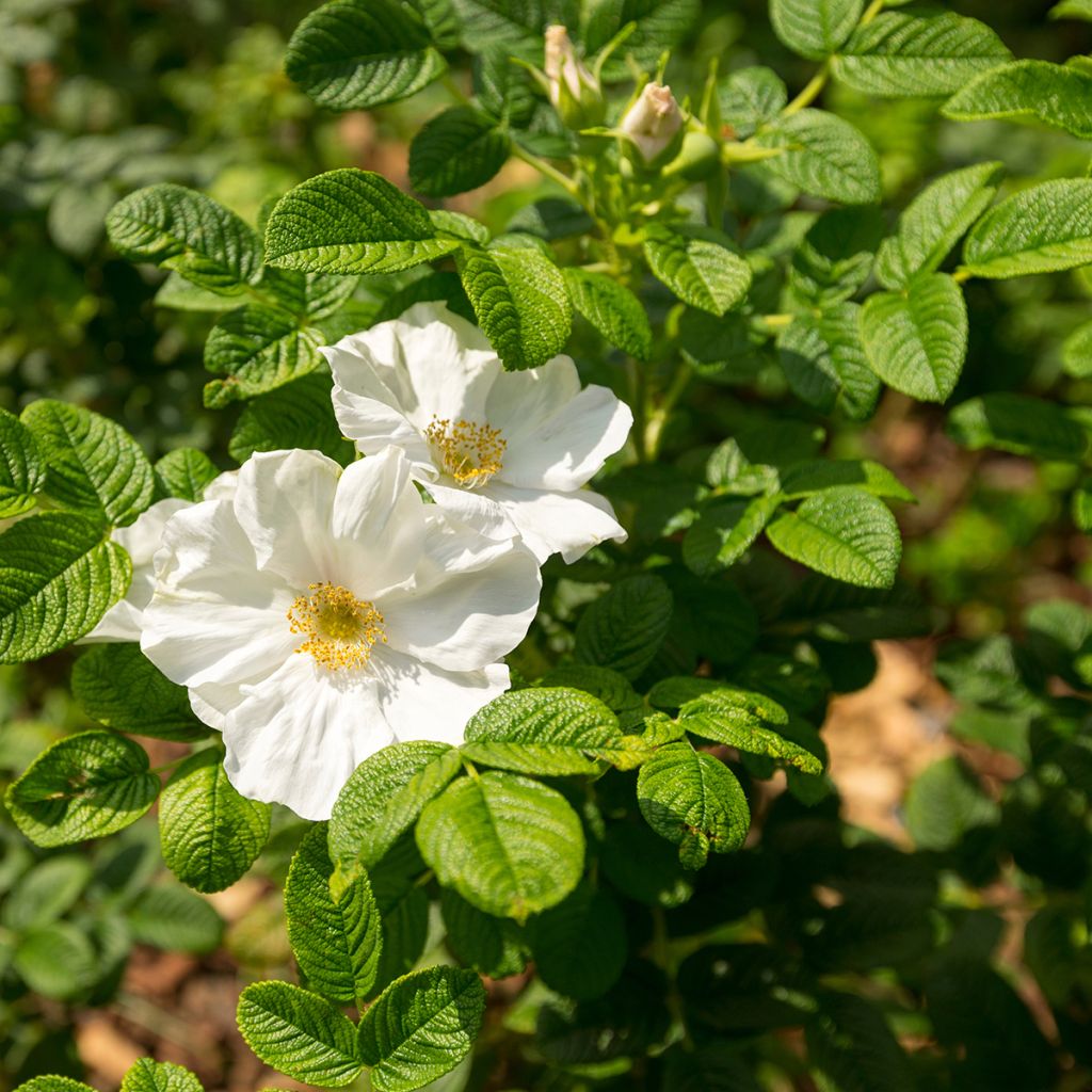 Rosa rugosa Alba - Hondsroos