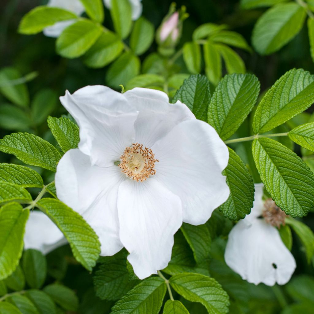 Rosa rugosa Alba - Hondsroos
