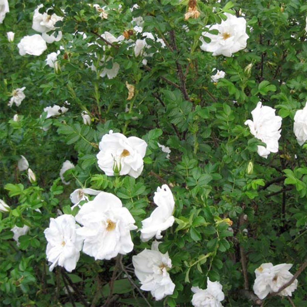 Rosa rugosa Blanc Double de Coubert - Hondsroos