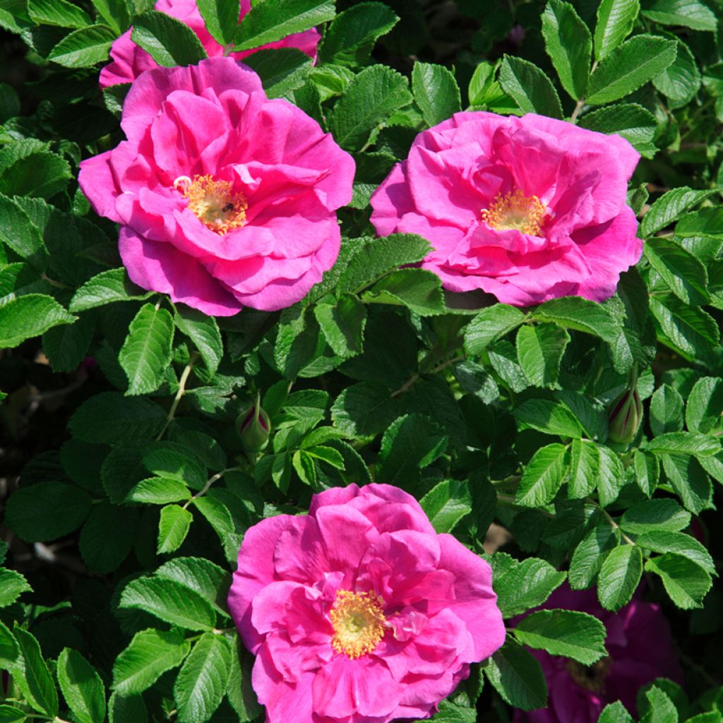 Rosa Roseraie de l'Haÿ - Hondsroos