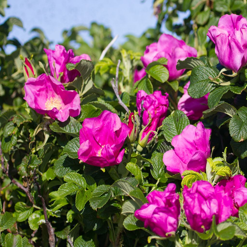 Rosa rugosa Rubra - Hondsroos