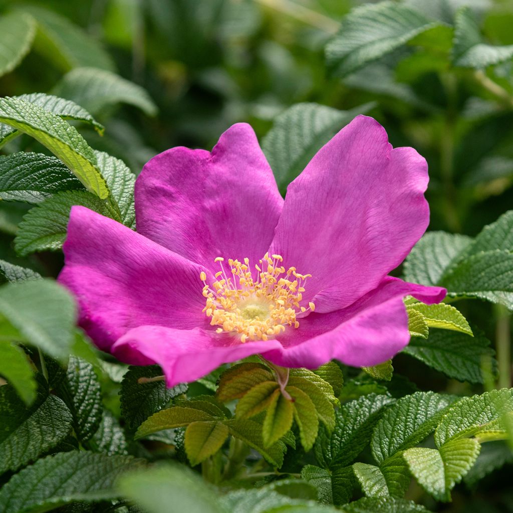 Rosa rugosa Rubra - Hondsroos