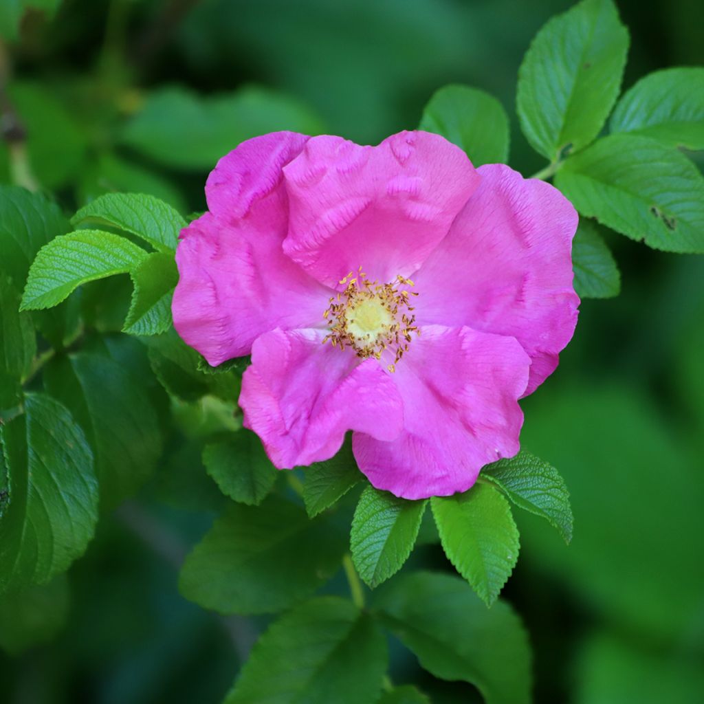 Rosa rugosa Rubra - Hondsroos