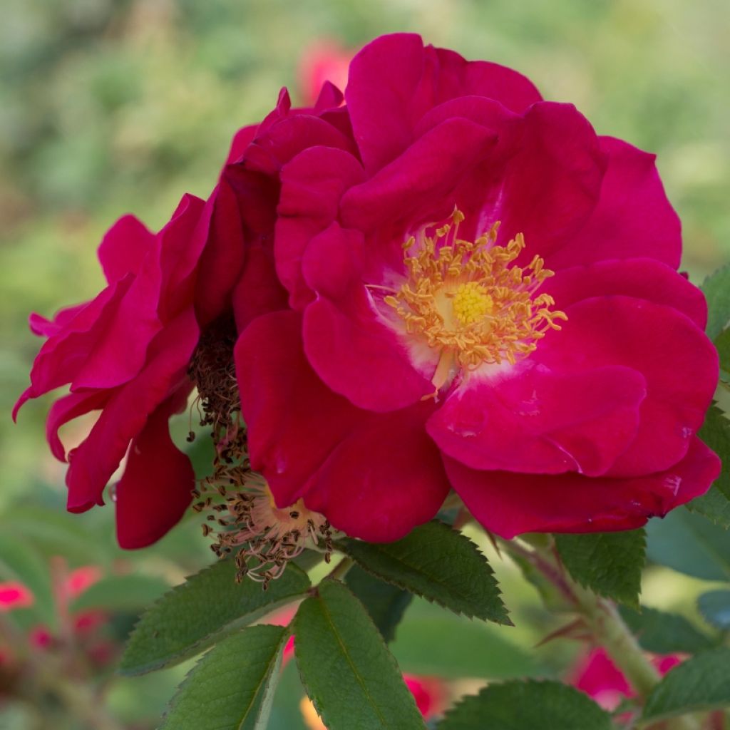Rosa rugosa Rubra - Hondsroos
