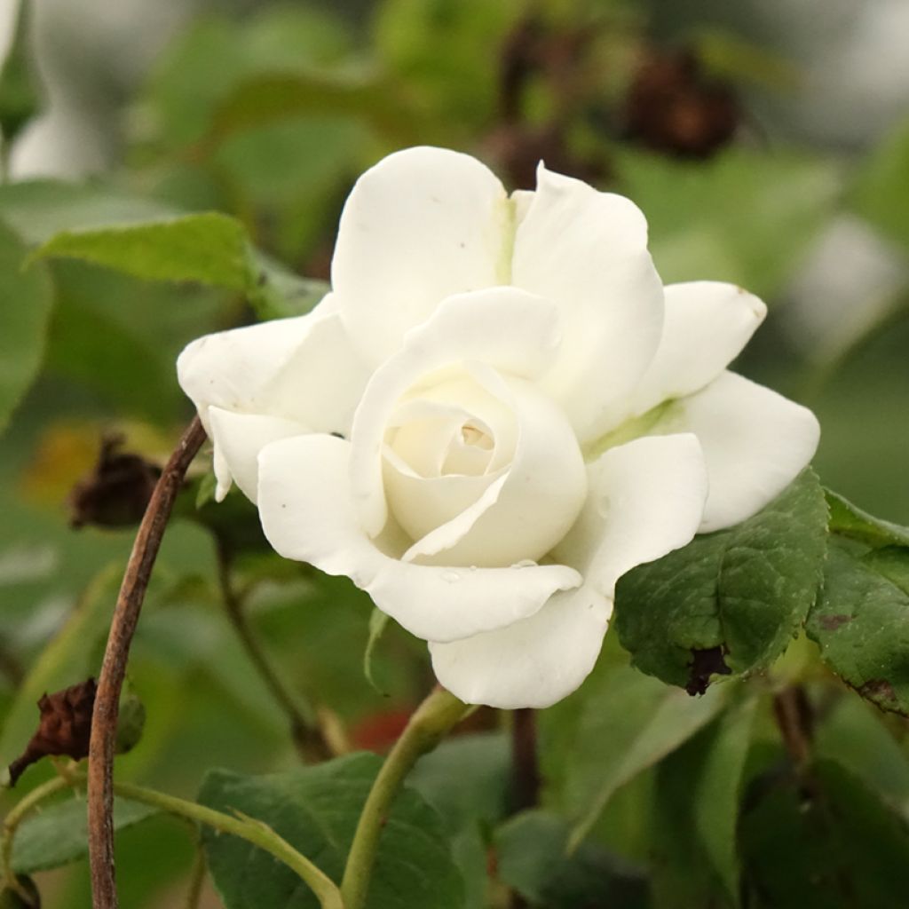 Rosa Annapurna - Stamroos