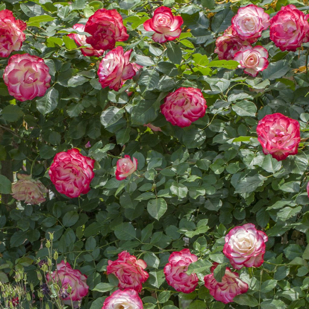 Rosa Jubilé du Prince de Monaco - Stamroos