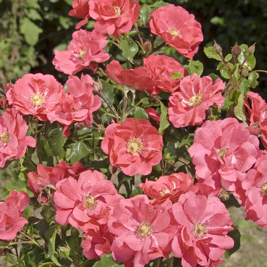 Rosa Xenia - Trosroos
