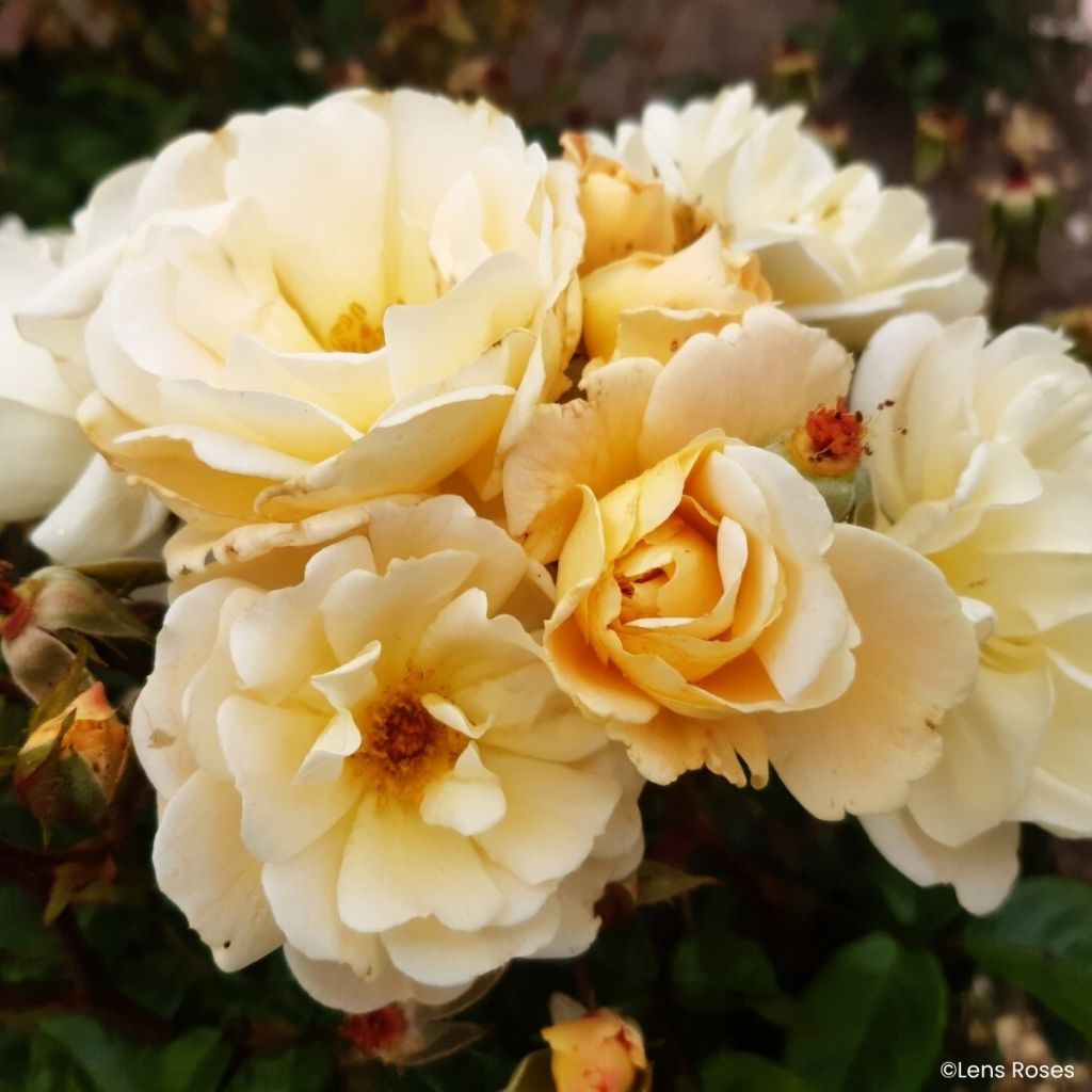 Rosa Machera - Muskusroos