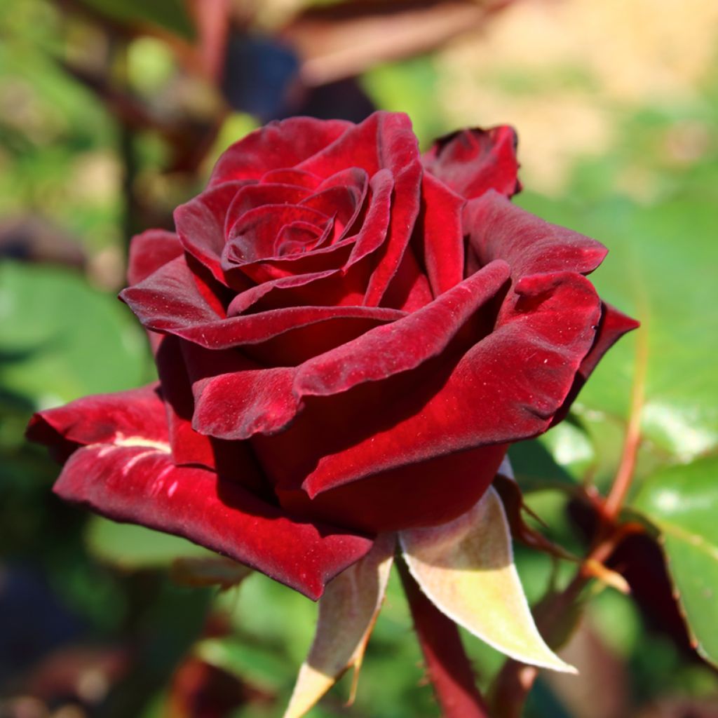 Rosa Black Baccara - Grootbloemige roos