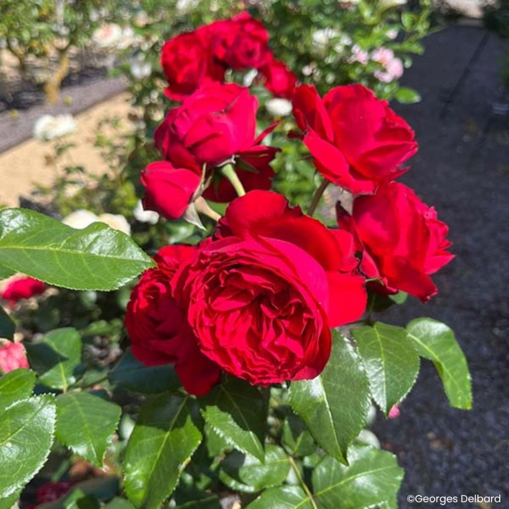 Rosa Société Nationale d'Horticulture de France - Trosroos