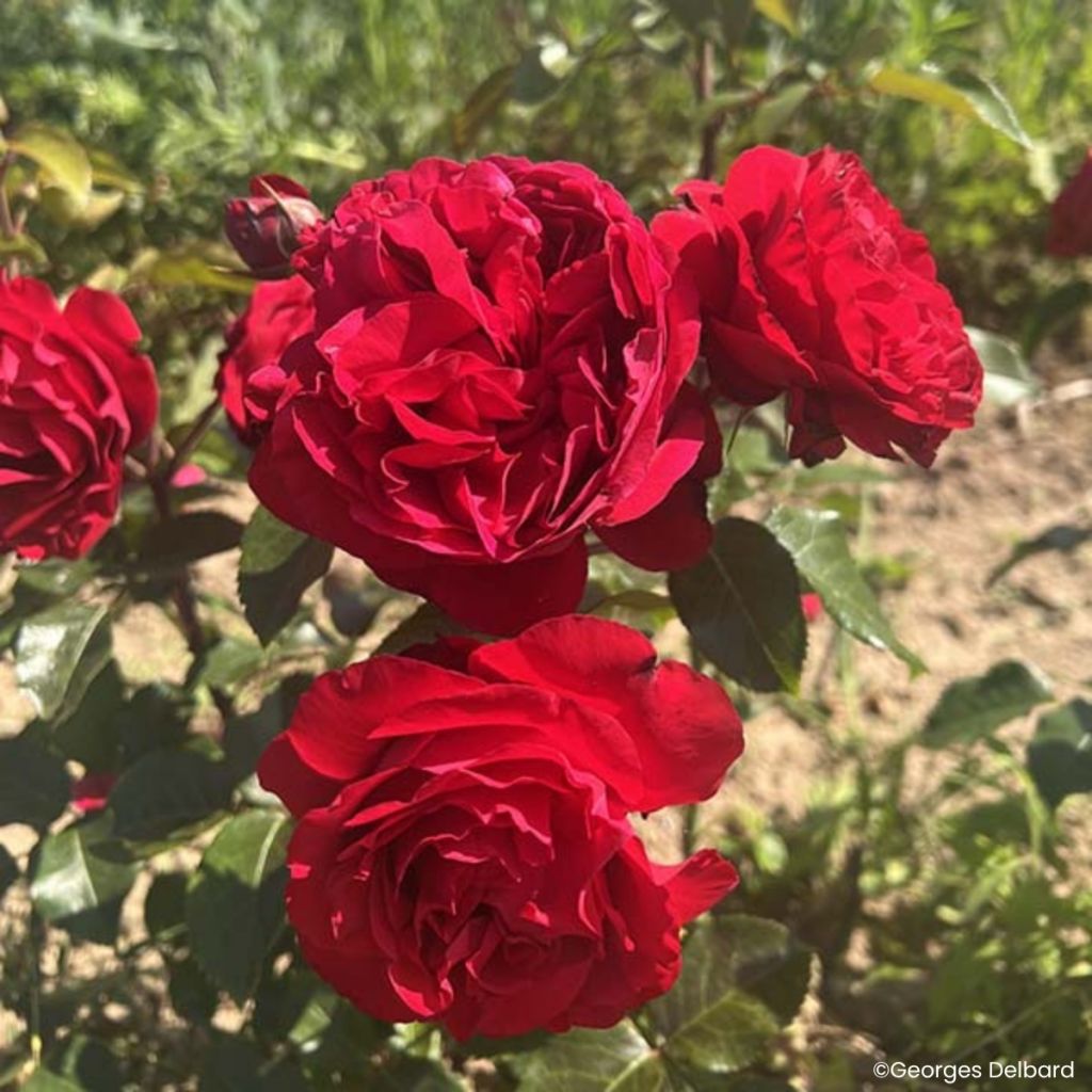 Rosa Société Nationale d'Horticulture de France - Trosroos