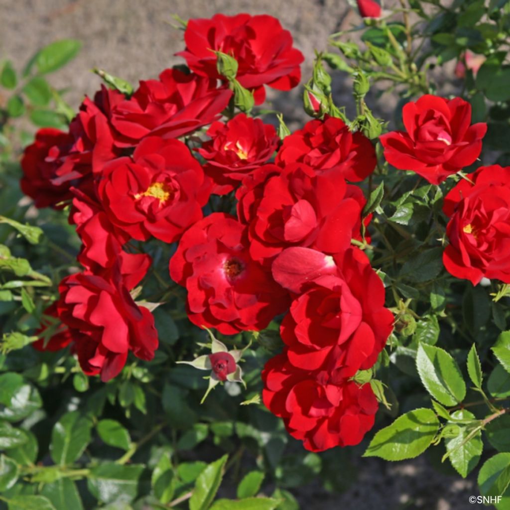 Rosa Société Nationale d'Horticulture de France - Trosroos