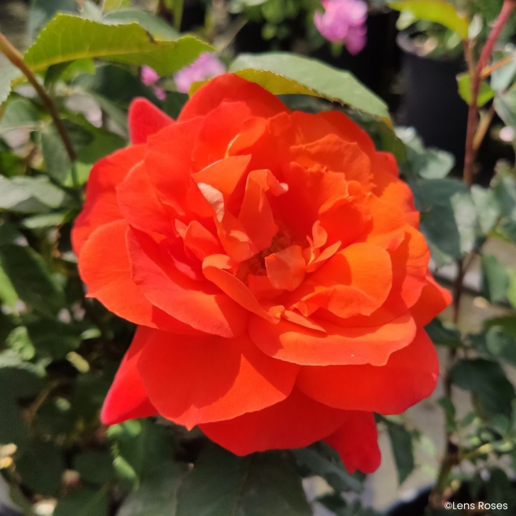 Rosa Super Trouper - Trosroos