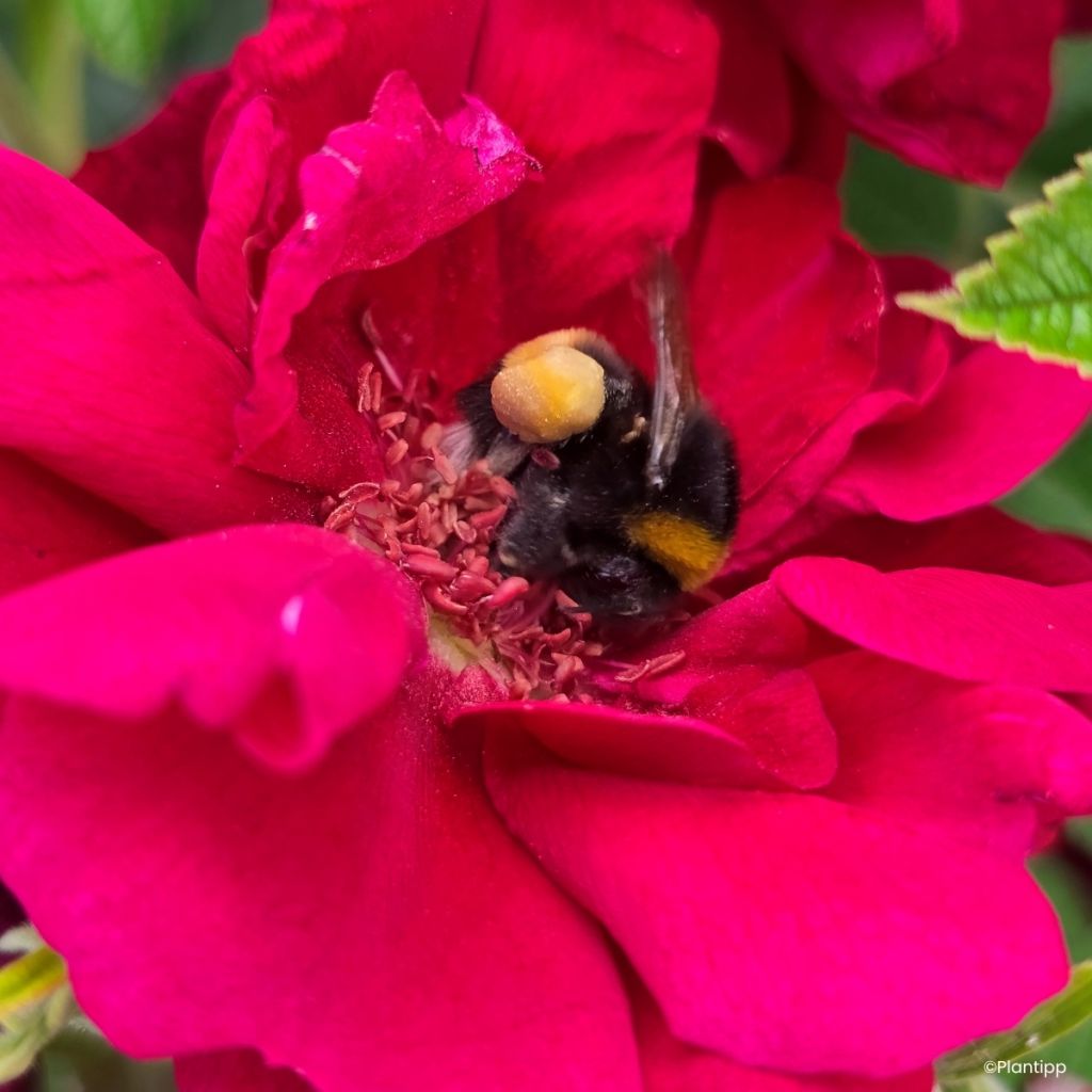 Rosa Take It Easy Red - Hondsroos