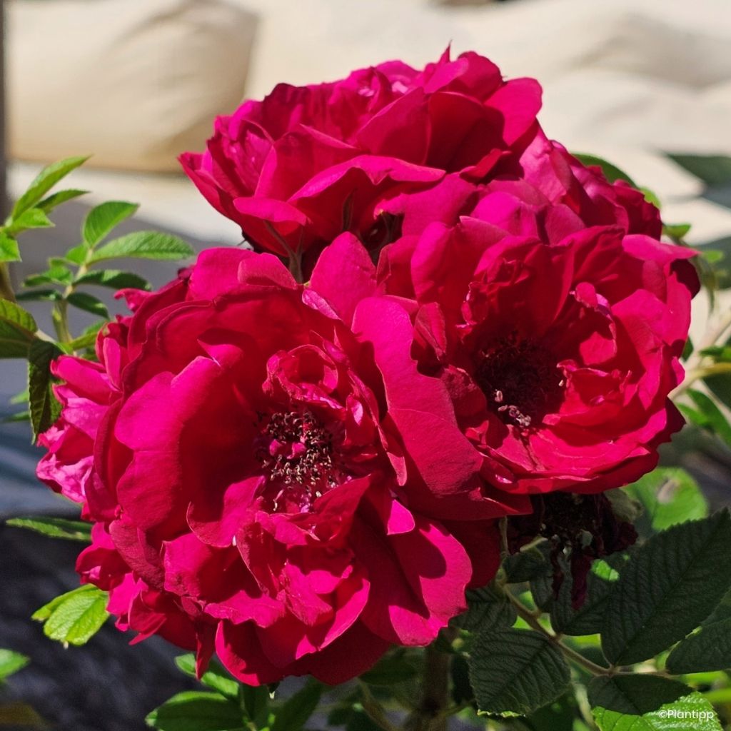 Rosa Take It Easy Red - Hondsroos