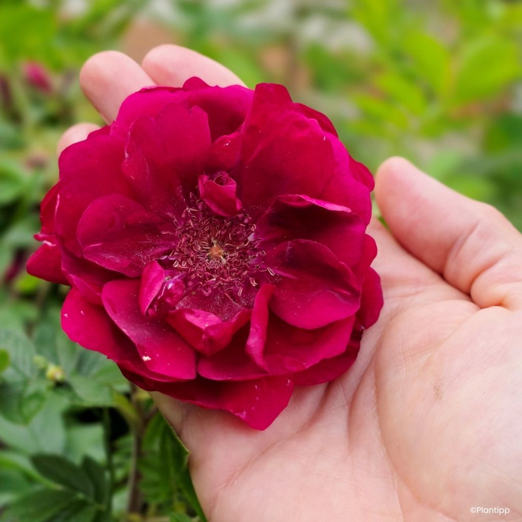 Rosa Take It Easy Red - Hondsroos