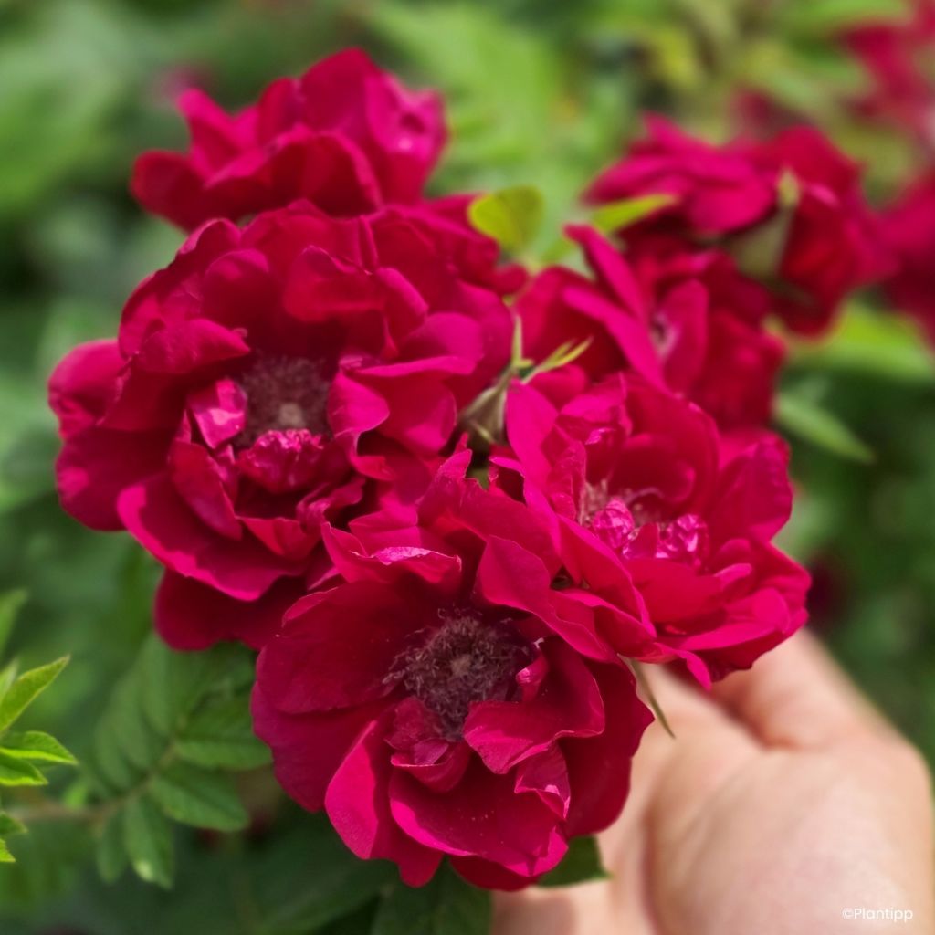 Rosa Take It Easy Red - Hondsroos