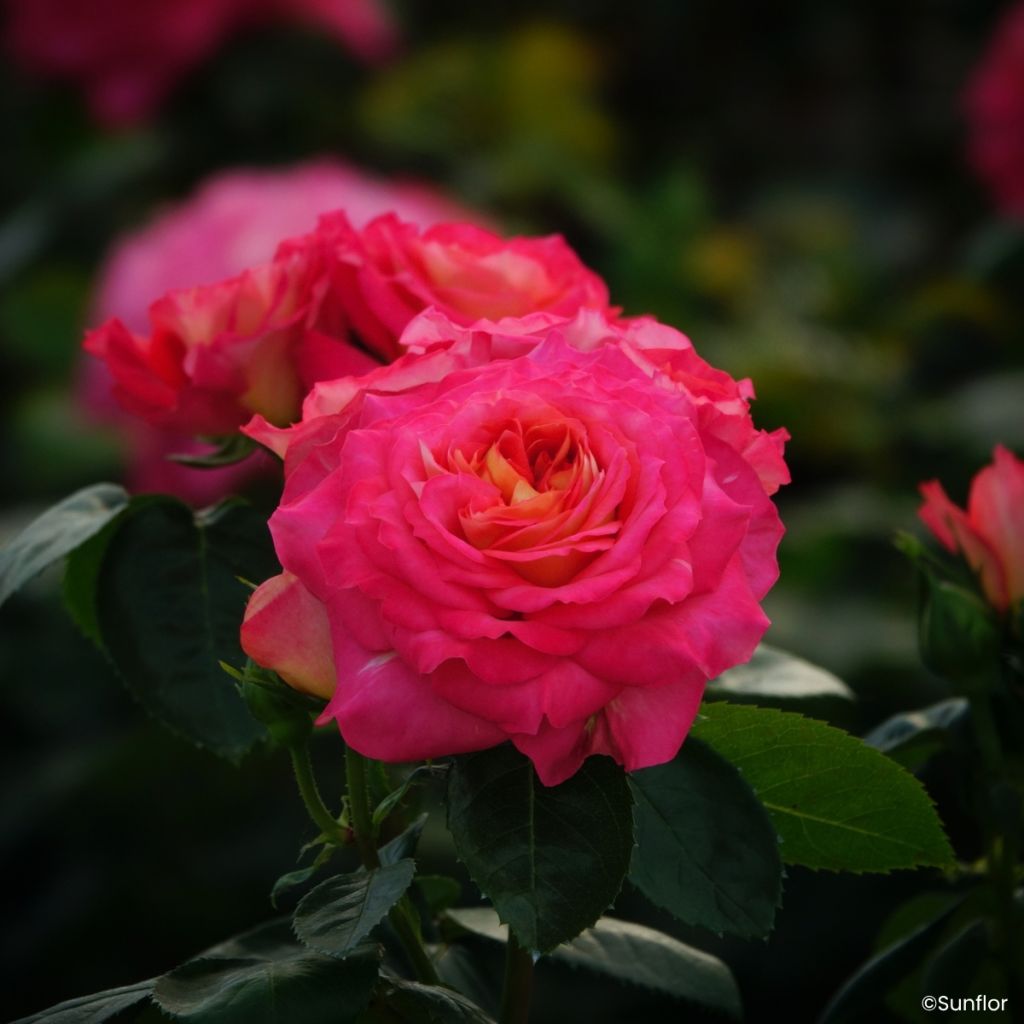 Rosa Bali - Grootbloemige roos