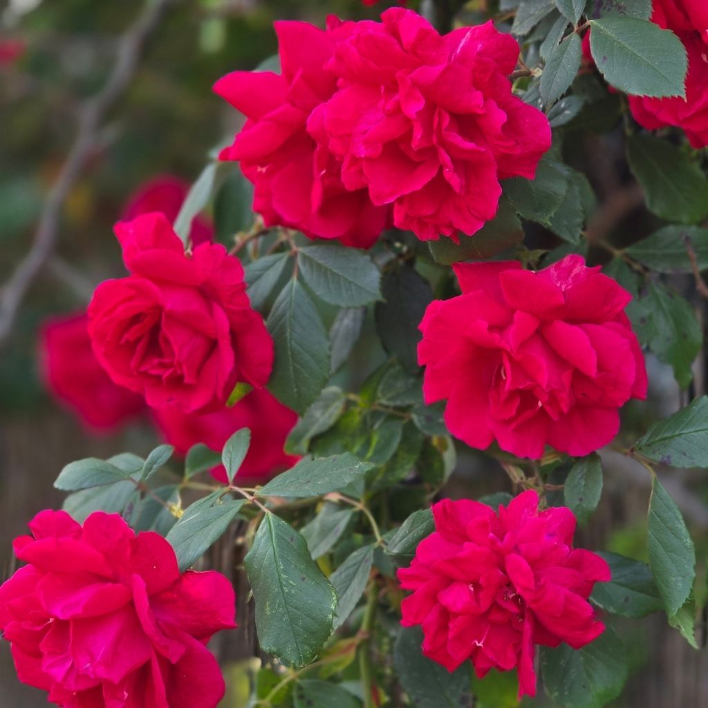 Rosa Guirlande Fleurie - Ramblerroos
