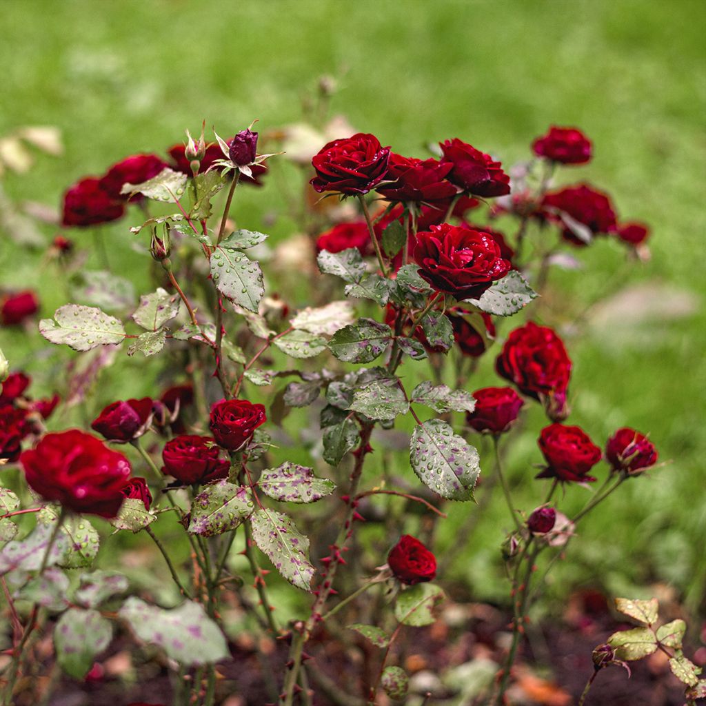 Rosa Baby Baccara - Miniatuurroos