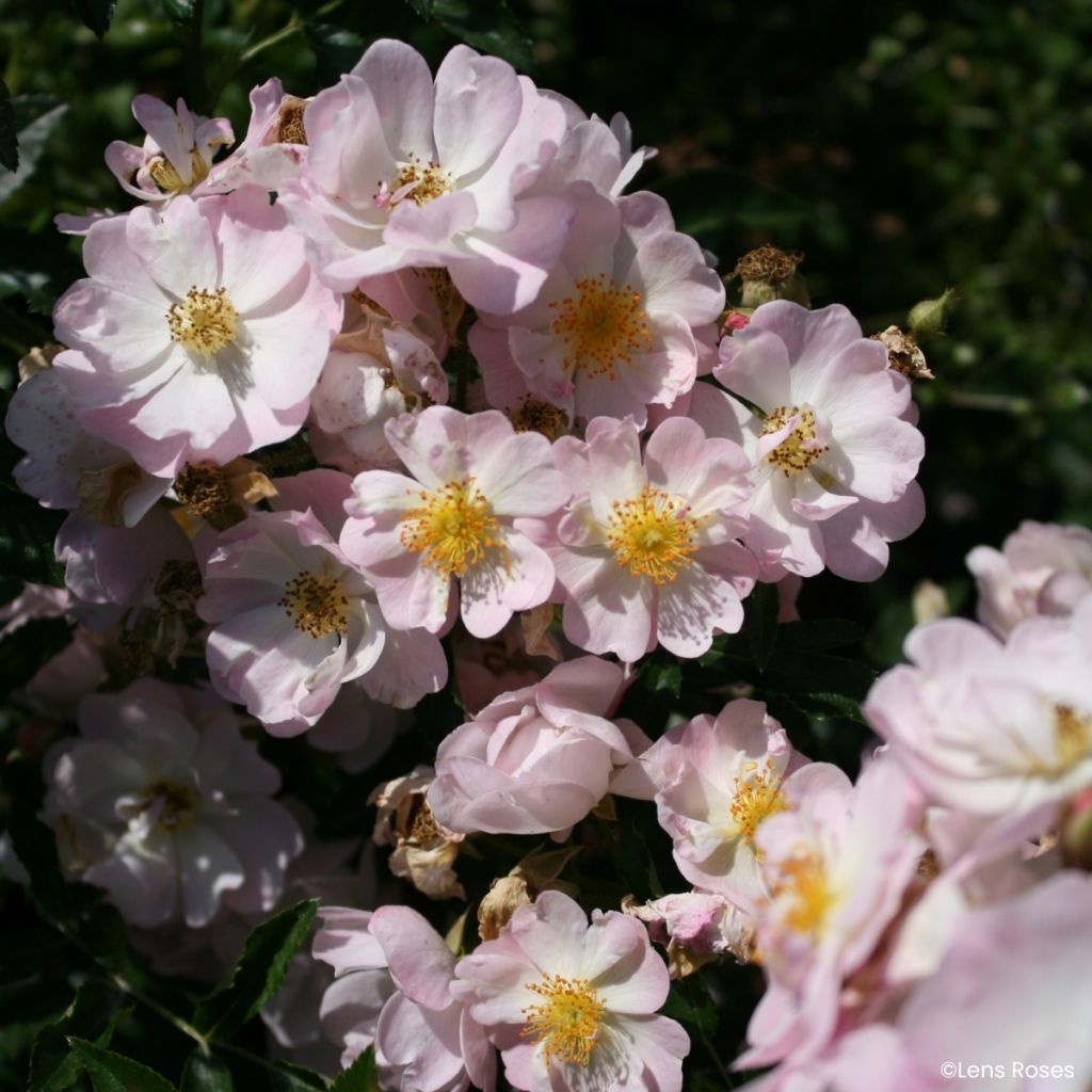 Rosa Ma Fille Sara - Miniatuurroos