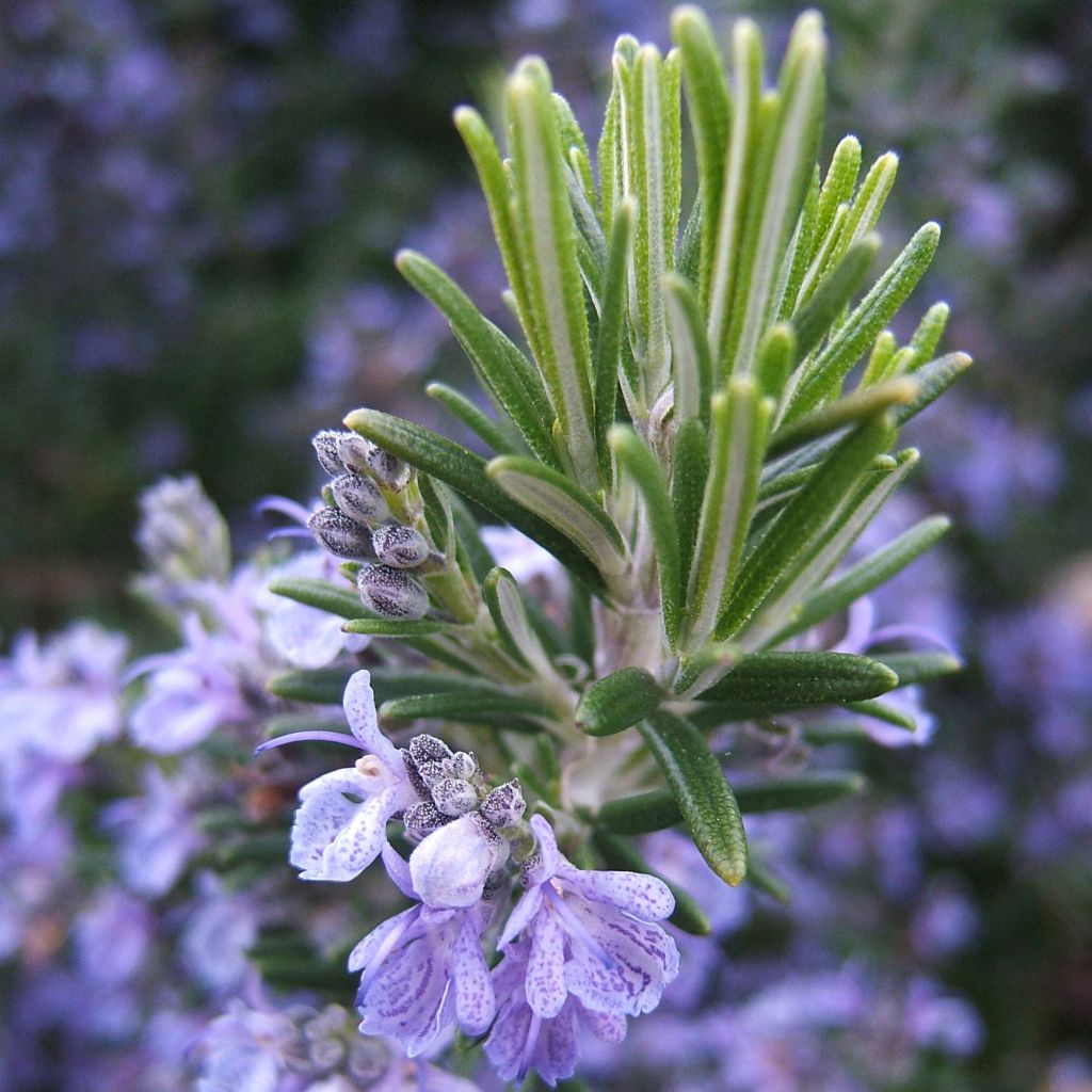 Rosmarinus officinalis - Rozemarijn