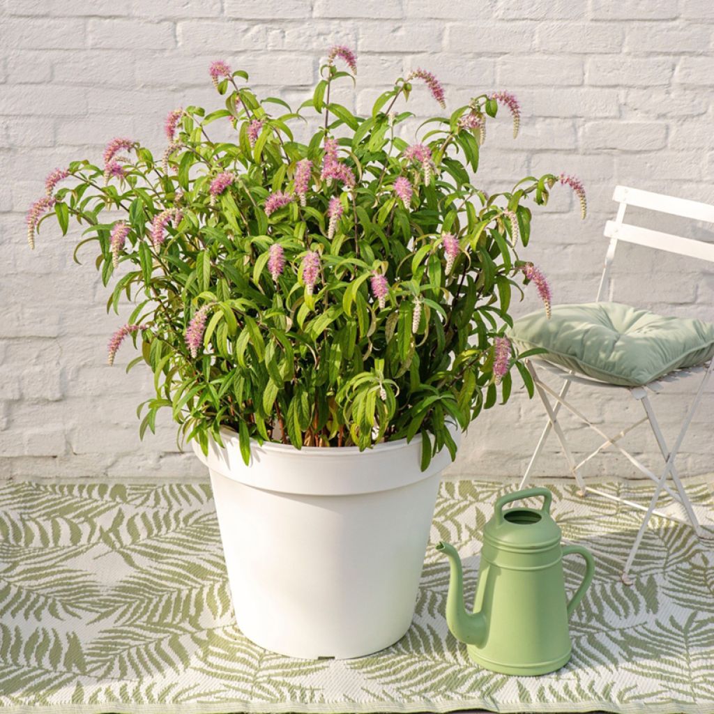 Rostrinucula dependens - Hangende buddleja