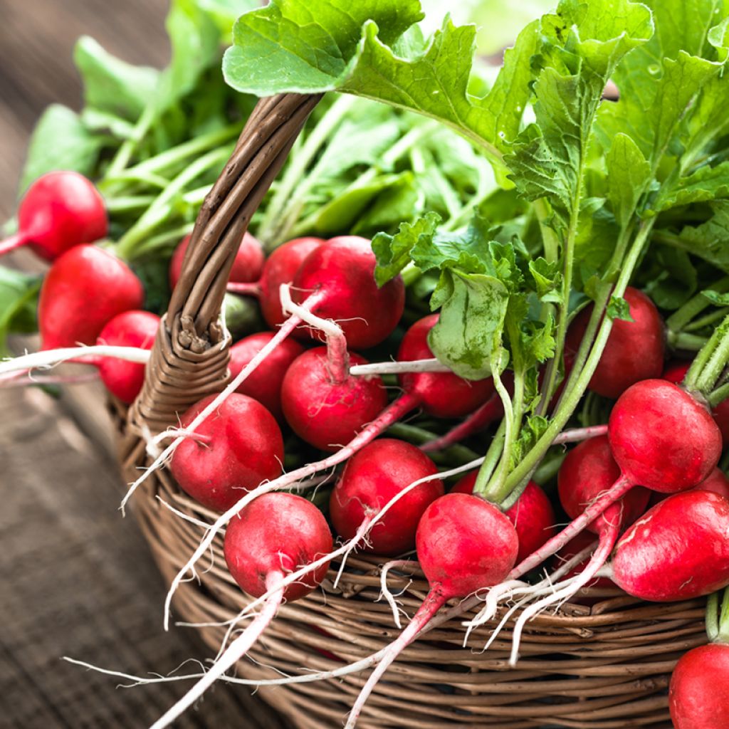 Radijs Raxe BIO (zaailint)