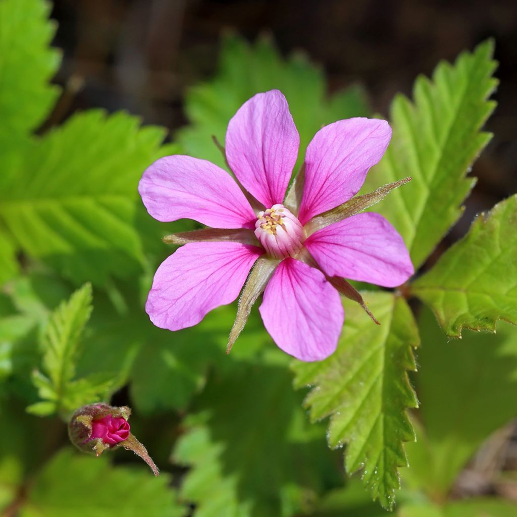 Rubus arcticus Beata - Poolbraam