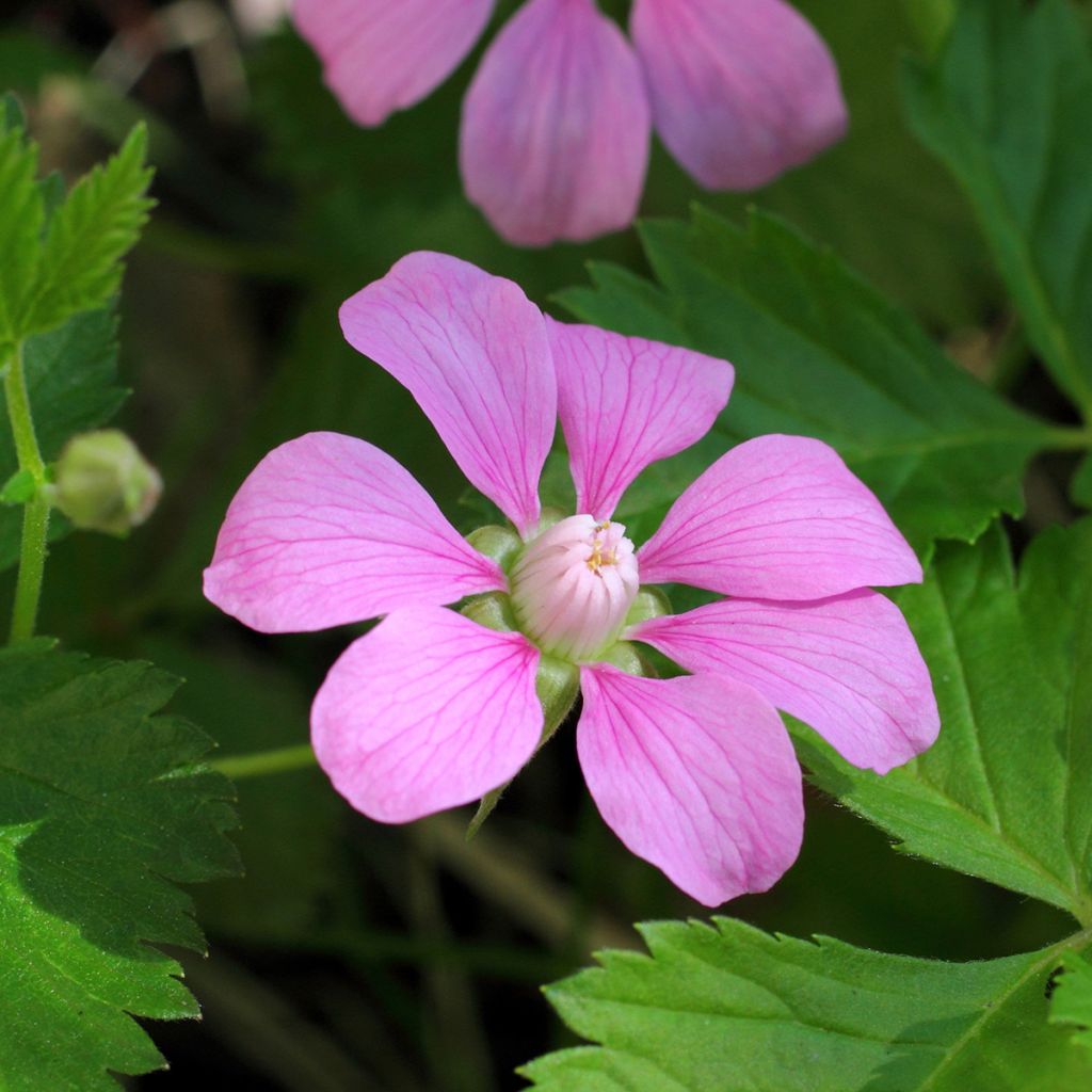 Rubus arcticus Beata - Poolbraam