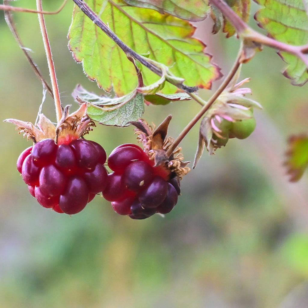 Rubus arcticus Beata - Poolbraam