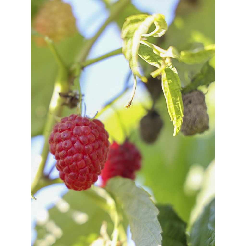 Framboos Twotimer Allyouneed (doordragend)