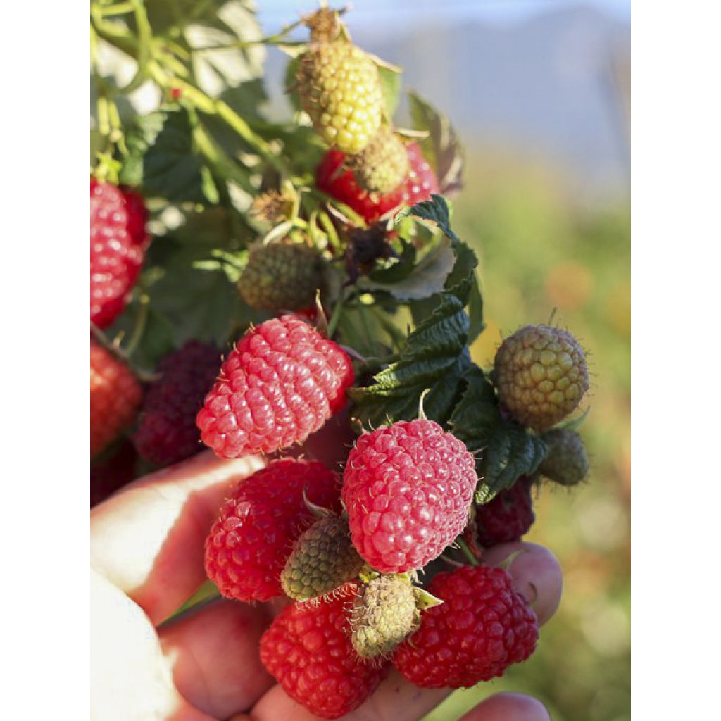 Framboos Twotimer Allyouneed (doordragend)