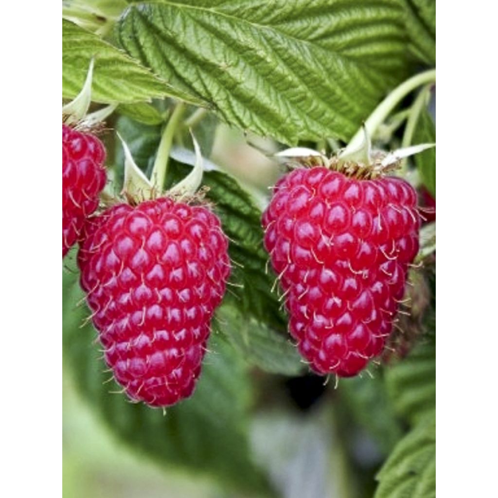 Herfstframboos Primeberry Autumn Happy