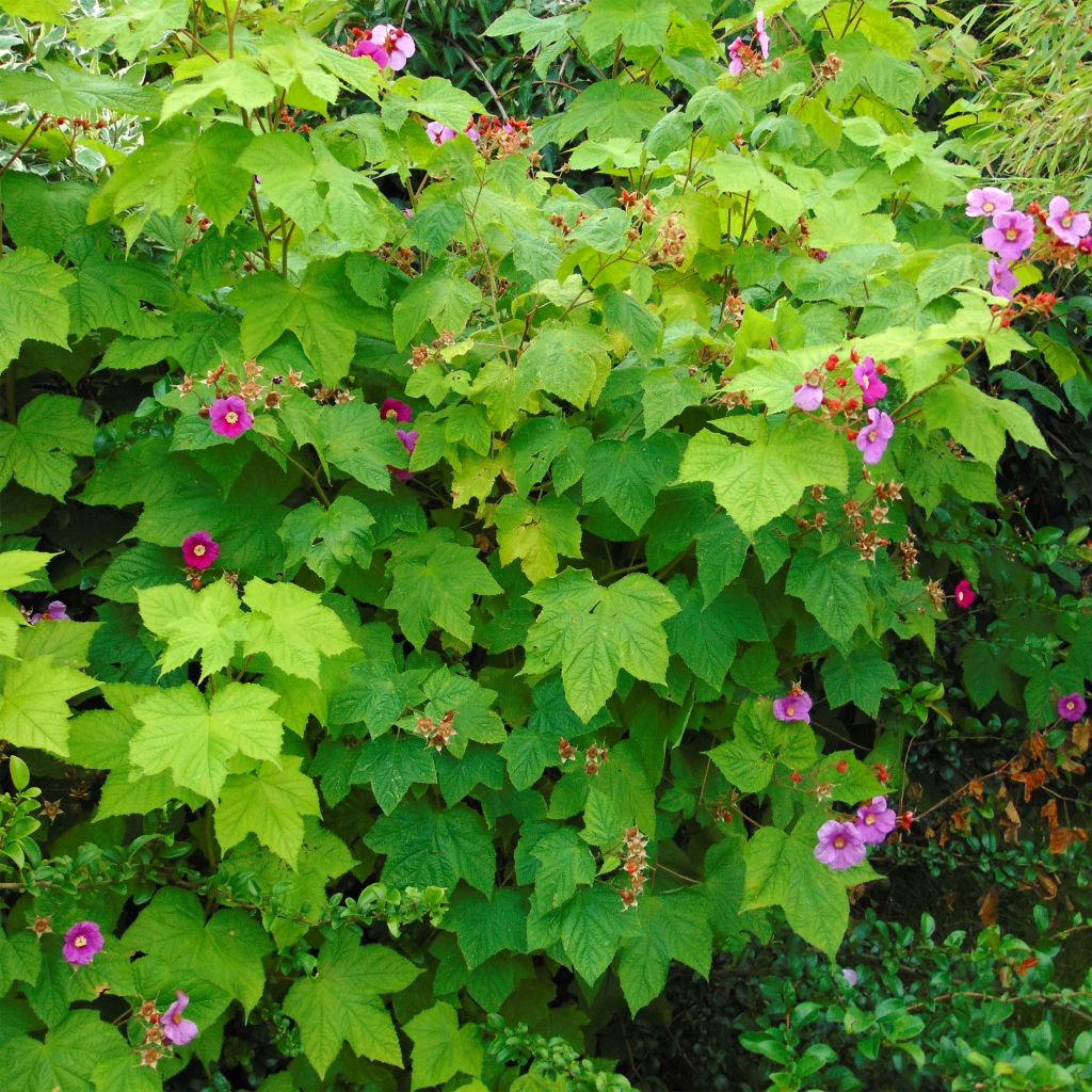 Rubus odoratus - Roodbloeiende framboos