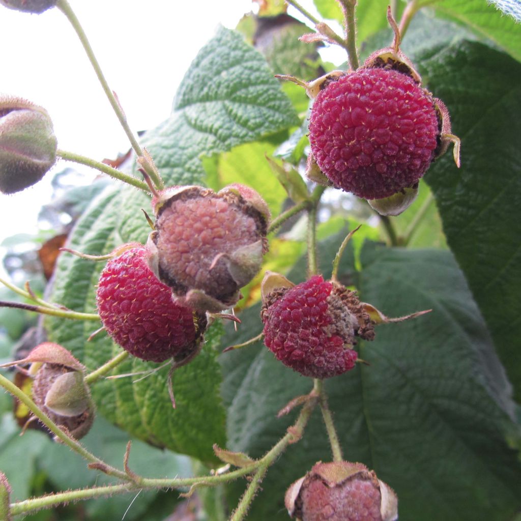 Rubus odoratus - Roodbloeiende framboos