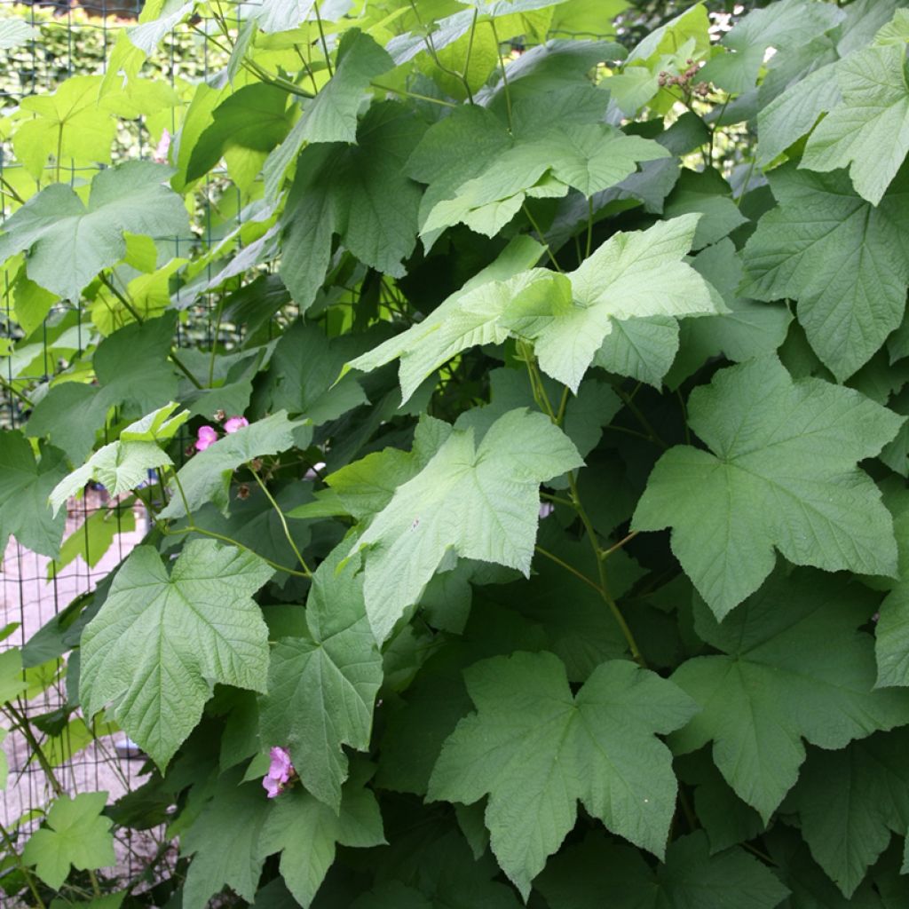 Rubus odoratus - Roodbloeiende framboos