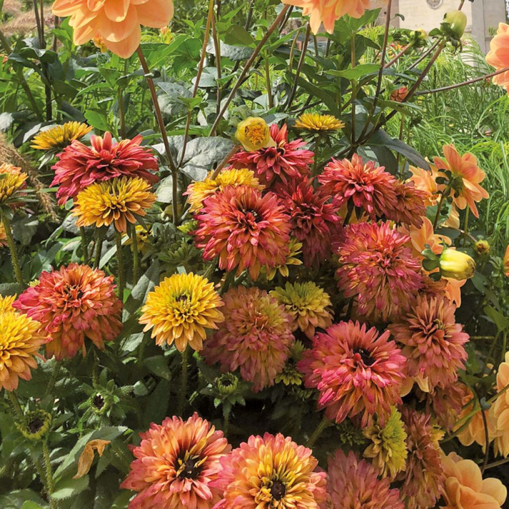 Rudbeckia Rudy Double Rose Yellow - Zonnehoed