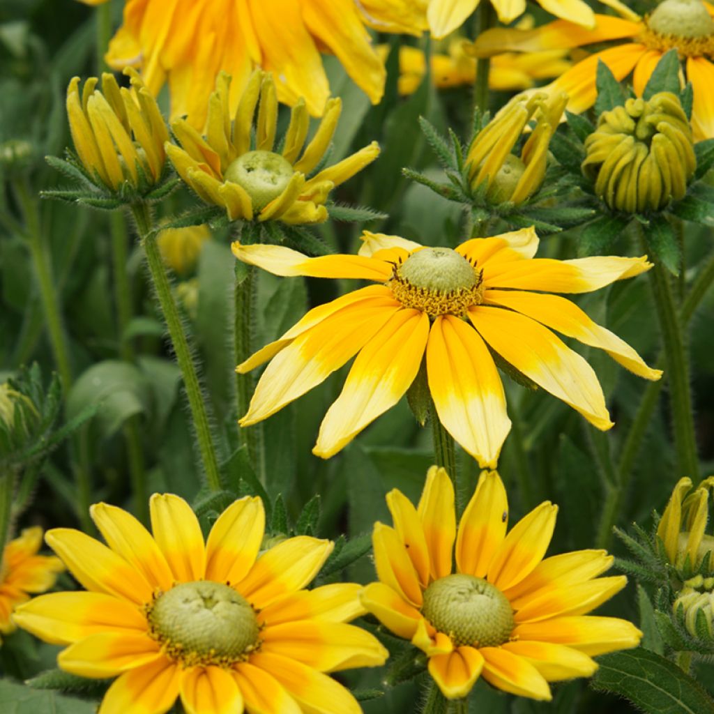 Rudbeckia Prairie Sun - Zonnehoed