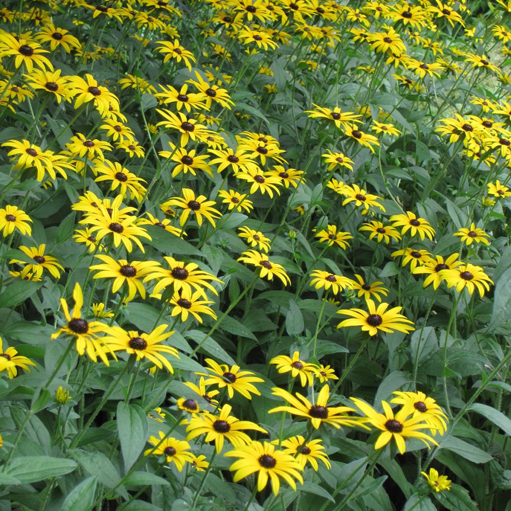Rudbeckia fulgida Early Bird Gold - Zonnehoed