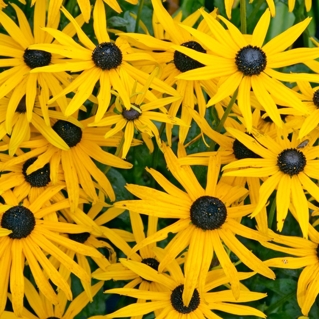 Rudbeckia fulgida Goldsturm - Zonnehoed
