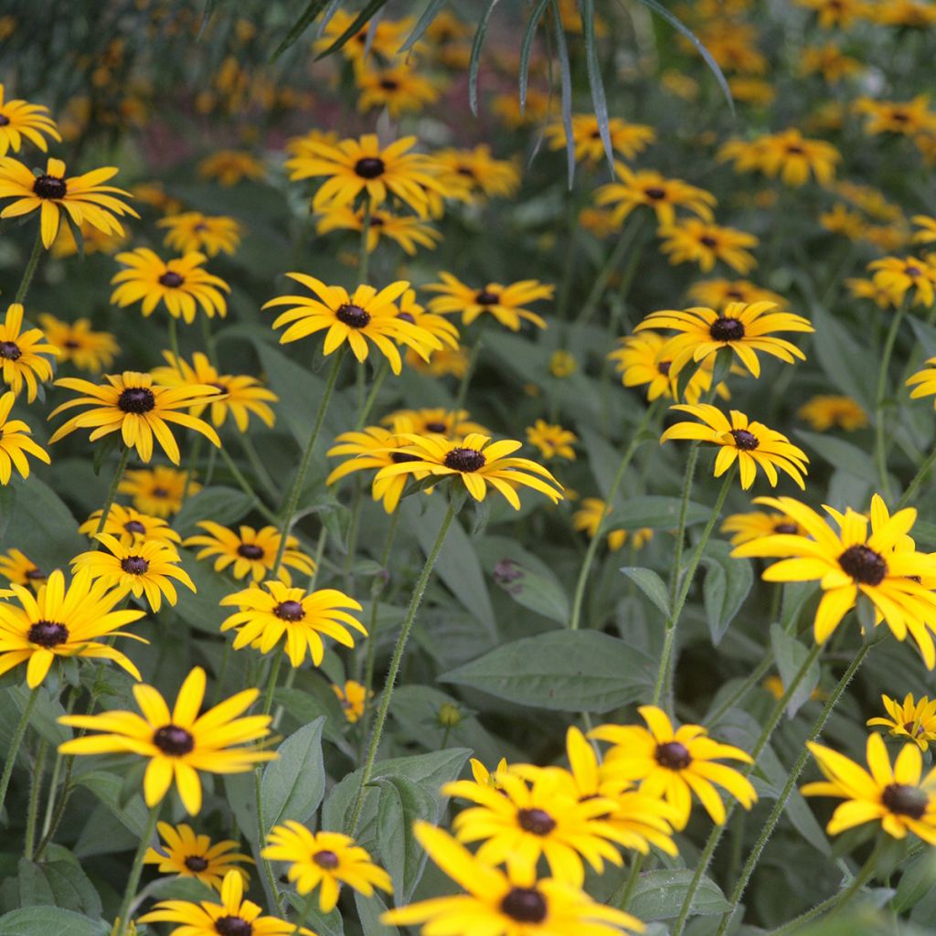Rudbeckia fulgida var. sullivantii Pot of Gold - Zonnehoed