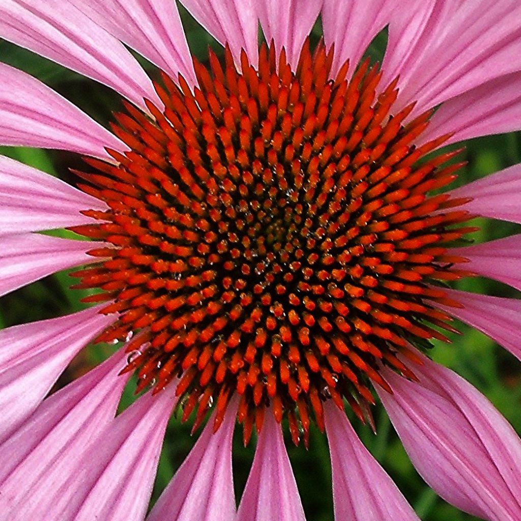 Echinacea purpurea Magnus - Rode zonnehoed