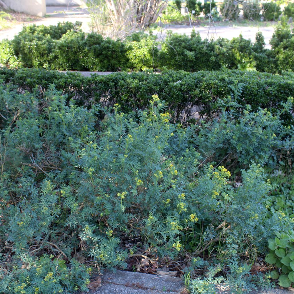 Wijnruit - Ruta graveolens