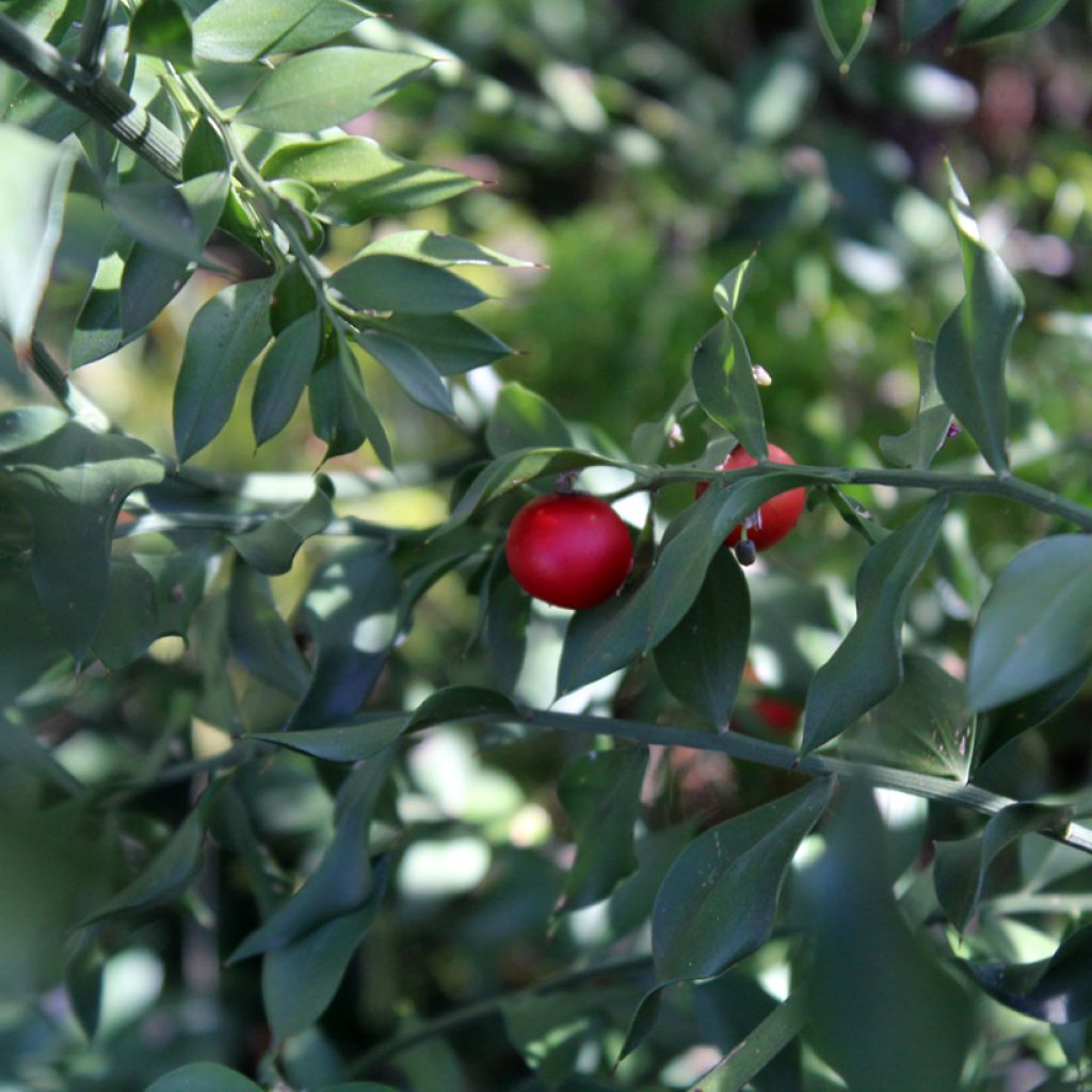 Ruscus aculeatus - Stekelmuisdoorn